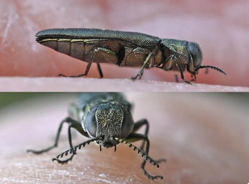 Agrilus sp.